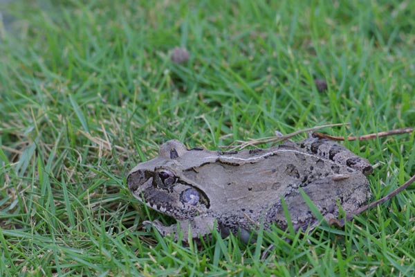 Madagascar Bullfrog (Laliostoma labrosum)