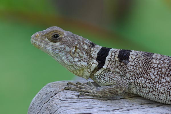 Madagascar Spiny-tailed Iguana (Oplurus cuvieri)