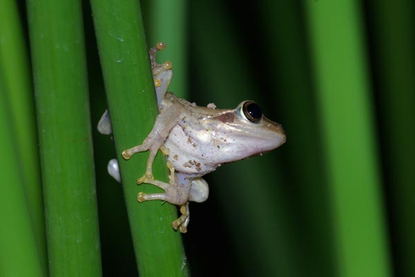 Douliot’s Bright-eyed Frog (Boophis doulioti)