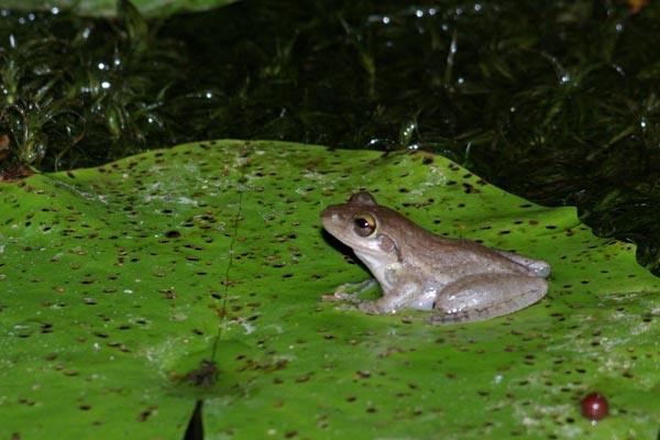 Douliot’s Bright-eyed Frog (Boophis doulioti)