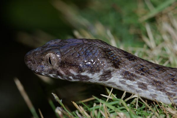 Malagasy Cat-eyed Snake (Madagascarophis colubrinus)