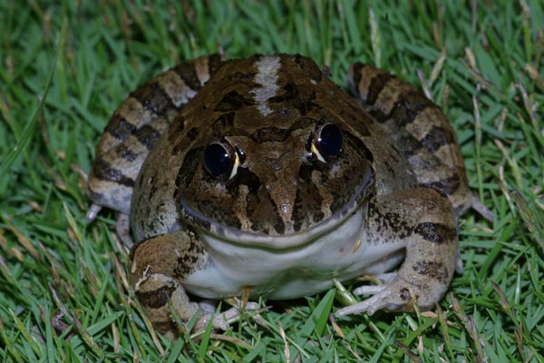 Madagascar Bullfrog (Laliostoma labrosum)