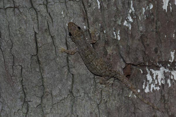 Common House Gecko (Hemidactylus frenatus)