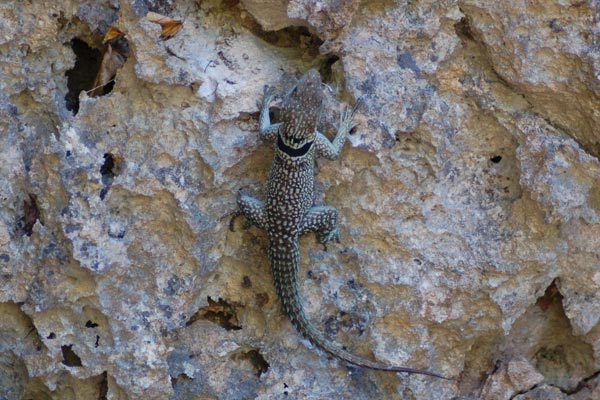 Madagascar Spiny-tailed Iguana (Oplurus cuvieri)