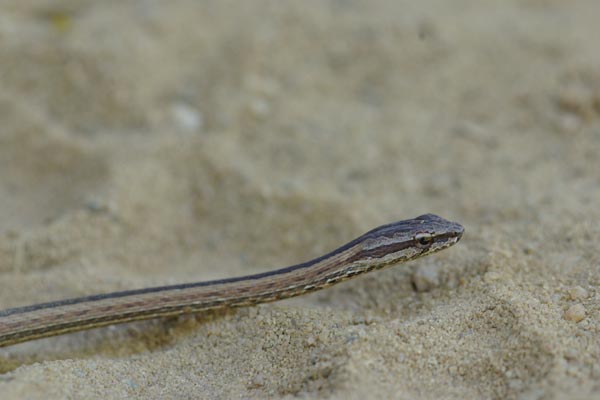 Northern Pencil Snake (Mimophis occultus)