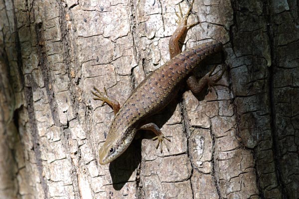 Madagascar West Coast Skink (Trachylepis tandrefana)