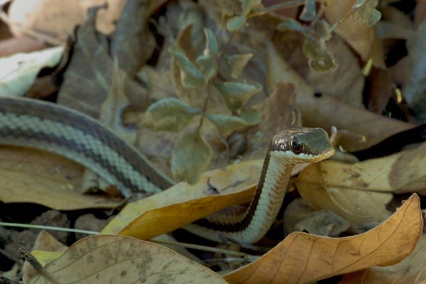 Bernier’s Striped Snake (Dromicodryas bernieri)