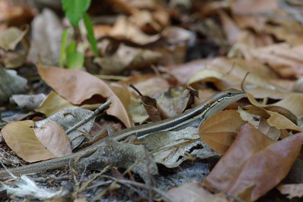 Elegant Mabuya (Trachylepis elegans)