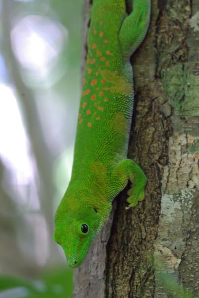 Koch’s Day Gecko (Phelsuma kochi)