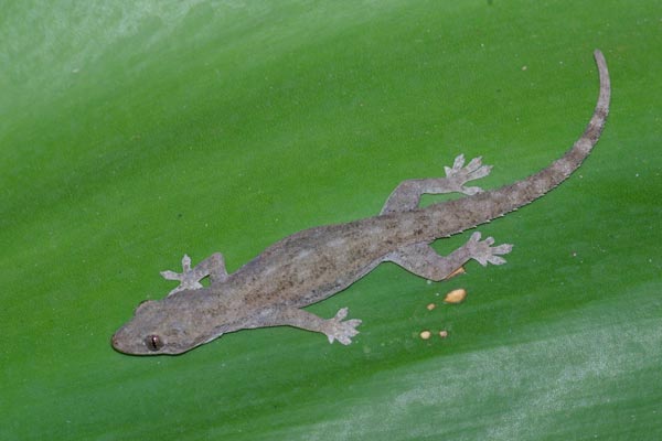 Common House Gecko (Hemidactylus frenatus)