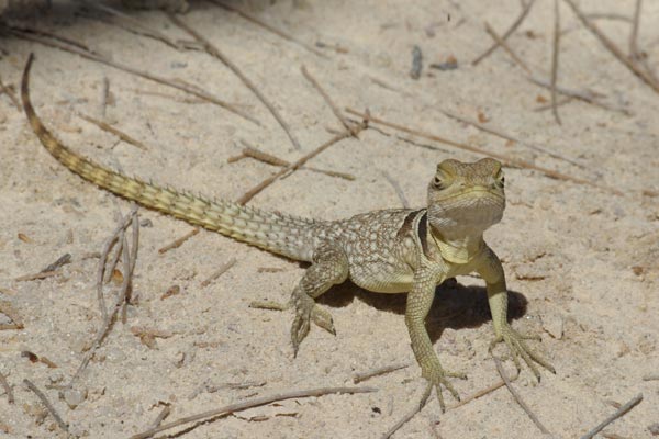 Madagascar Spiny-tailed Iguana (Oplurus cuvieri)