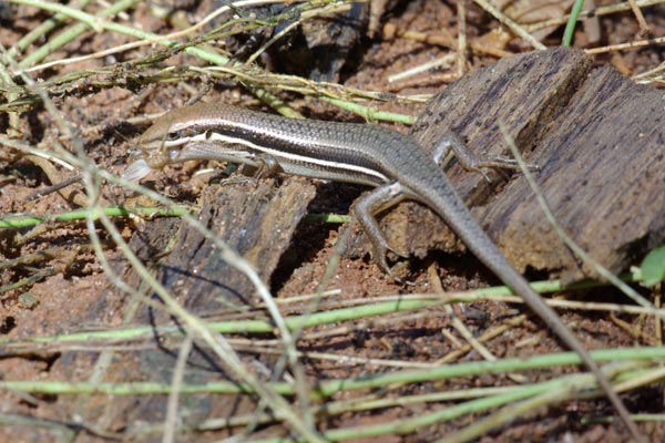 Elegant Mabuya (Trachylepis elegans)