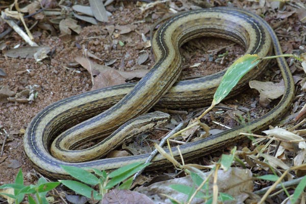 Northern Pencil Snake (Mimophis occultus)