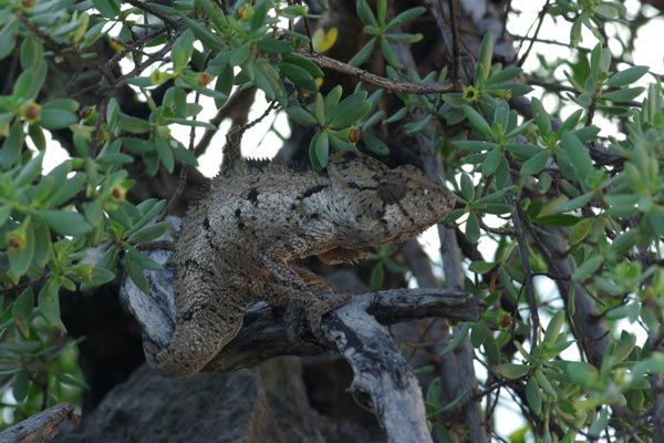 Oustalet’s Chameleon (Furcifer oustaleti)