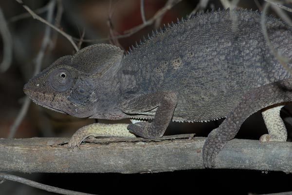 Oustalet’s Chameleon (Furcifer oustaleti)