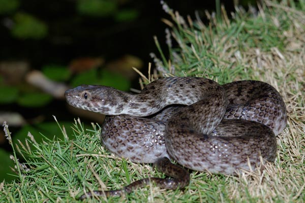 Malagasy Cat-eyed Snake (Madagascarophis colubrinus)