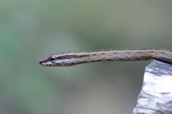 Northern Pencil Snake (Mimophis occultus)