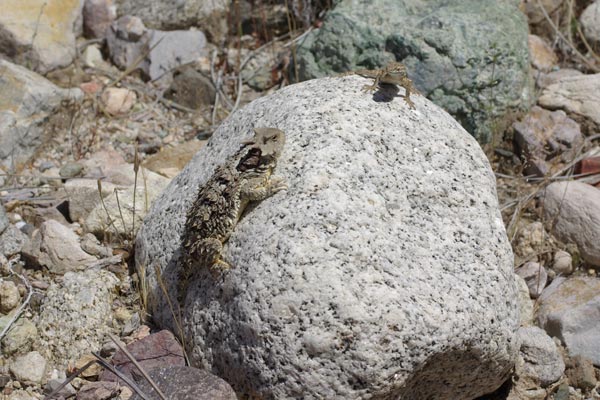 Blainville’s Horned Lizard (Phrynosoma blainvillii)