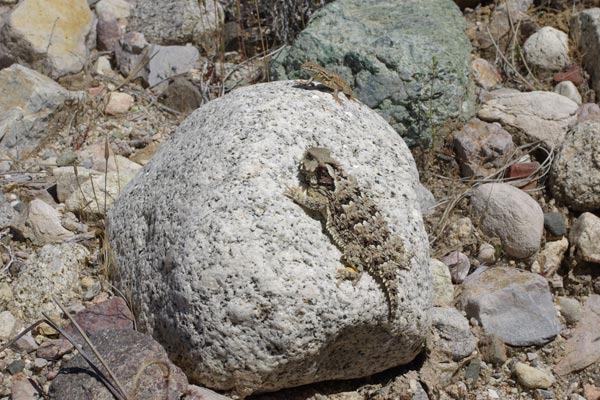 Blainville’s Horned Lizard (Phrynosoma blainvillii)