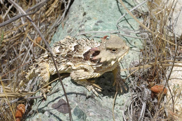 Blainville’s Horned Lizard (Phrynosoma blainvillii)