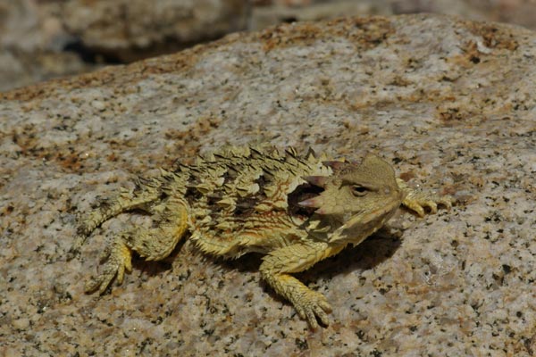 Blainville’s Horned Lizard (Phrynosoma blainvillii)