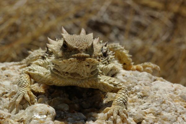 Blainville’s Horned Lizard (Phrynosoma blainvillii)