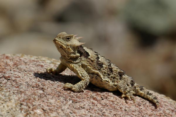 Blainville’s Horned Lizard (Phrynosoma blainvillii)