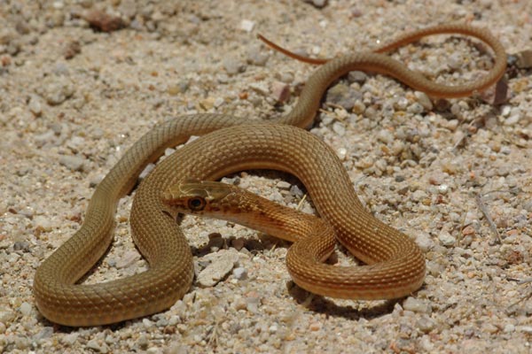 San Joaquin Coachwhip (Masticophis flagellum ruddocki)