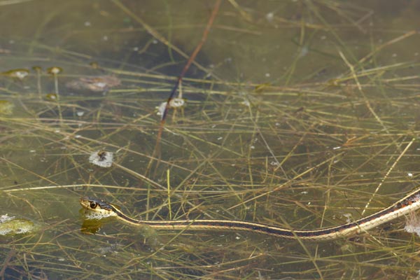 Valley Gartersnake (Thamnophis sirtalis fitchi)