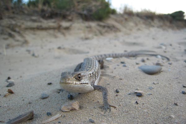 Woodland Alligator Lizard (Elgaria multicarinata webbii)