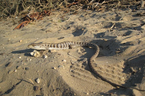 Woodland Alligator Lizard (Elgaria multicarinata webbii)