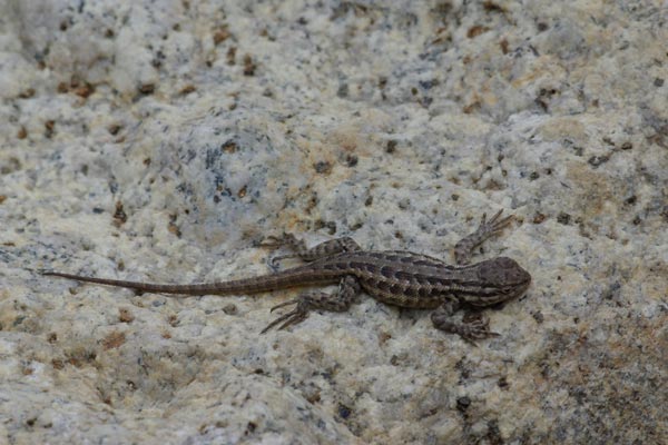 Northern Sagebrush Lizard (Sceloporus graciosus graciosus)