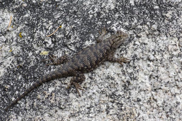 Great Basin Fence Lizard (Sceloporus occidentalis longipes)