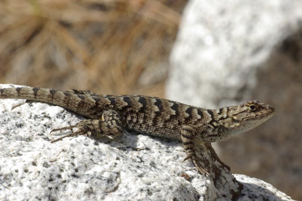 Great Basin Fence Lizard (Sceloporus occidentalis longipes)