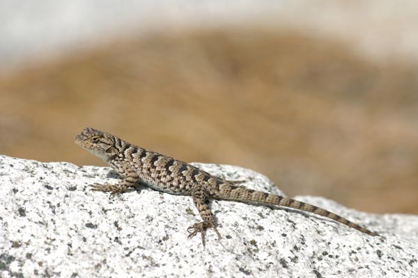 Great Basin Fence Lizard (Sceloporus occidentalis longipes)