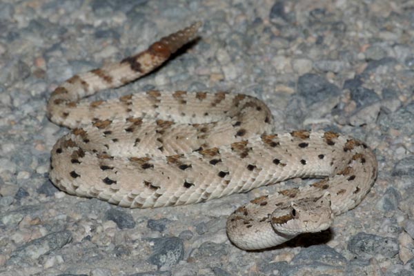 Mohave Desert Sidewinder (Crotalus cerastes cerastes)