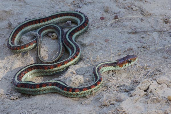 California Red-sided Gartersnake (Thamnophis sirtalis infernalis)