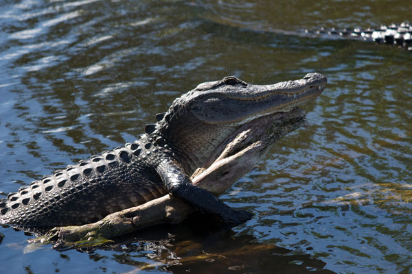 American Alligator (Alligator mississippiensis)