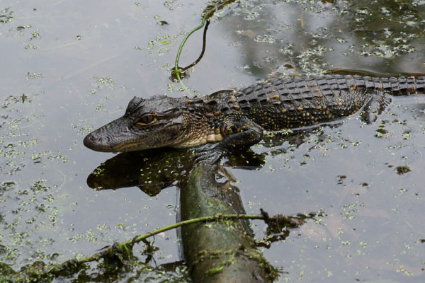 American Alligator (Alligator mississippiensis)