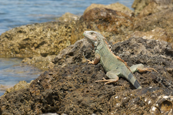 Green Iguana (Iguana iguana)