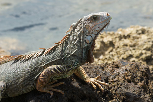 Green Iguana (Iguana iguana)