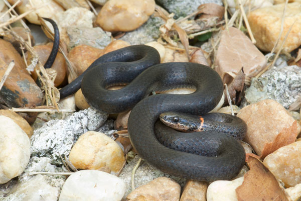 Southern Ring-necked Snake (Diadophis punctatus punctatus)