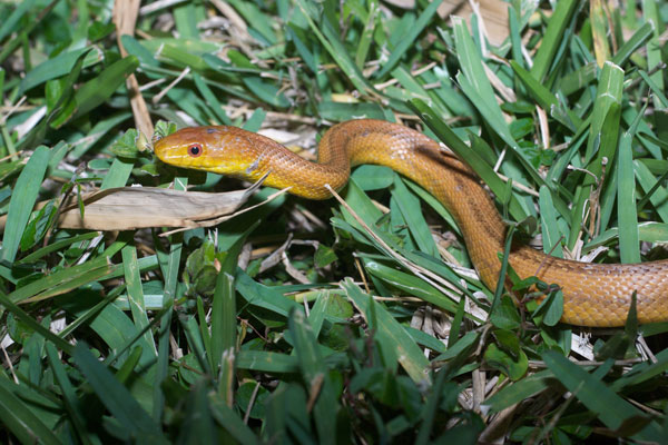 Eastern Ratsnake (Pantherophis alleghaniensis)