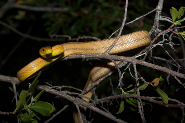 Eastern Ratsnake (Pantherophis alleghaniensis)