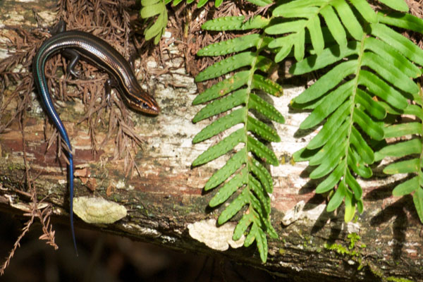 Southeastern Five-lined Skink (Plestiodon inexpectatus)