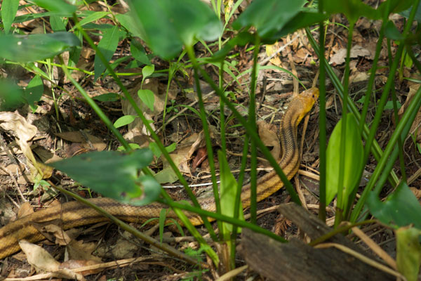 Eastern Ratsnake (Pantherophis alleghaniensis)