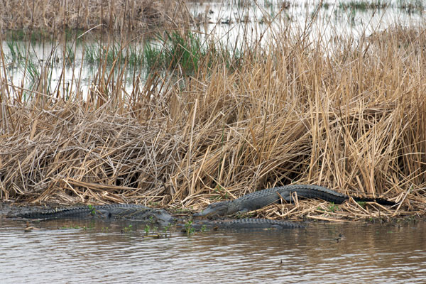 American Alligator (Alligator mississippiensis)