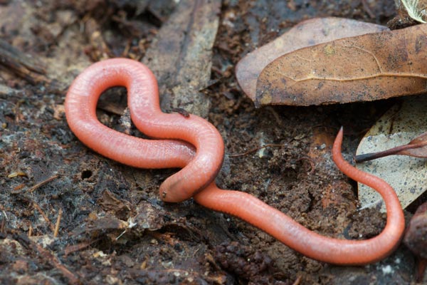 Eastern Wormsnake (Carphophis amoenus amoenus)