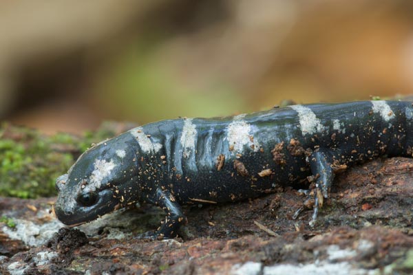 Marbled Salamander (Ambystoma opacum)