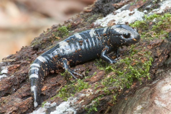 Marbled Salamander (Ambystoma opacum)